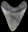 Serrated, Fossil Megalodon Tooth #70776-1